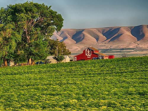 Evening light on red barn Art Print
